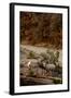 Utah, Zion National Park, Big Horn Sheep Gathered on Rocky Ledge with Autumn Foliage in Background-Judith Zimmerman-Framed Photographic Print