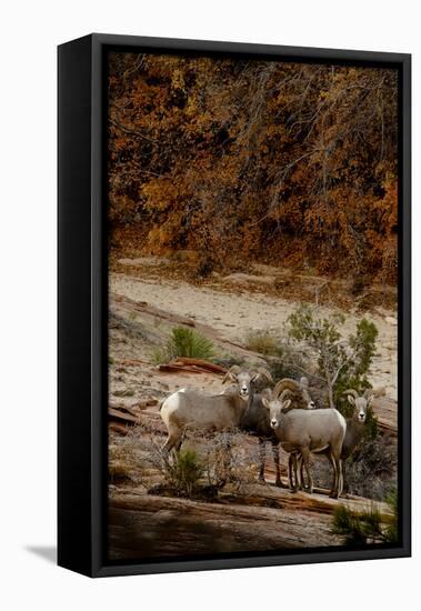 Utah, Zion National Park, Big Horn Sheep Gathered on Rocky Ledge with Autumn Foliage in Background-Judith Zimmerman-Framed Stretched Canvas