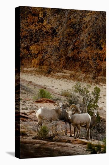 Utah, Zion National Park, Big Horn Sheep Gathered on Rocky Ledge with Autumn Foliage in Background-Judith Zimmerman-Stretched Canvas