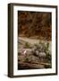 Utah, Zion National Park, Big Horn Sheep Gathered on Rocky Ledge with Autumn Foliage in Background-Judith Zimmerman-Framed Premium Photographic Print