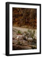 Utah, Zion National Park, Big Horn Sheep Gathered on Rocky Ledge with Autumn Foliage in Background-Judith Zimmerman-Framed Premium Photographic Print