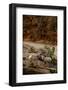 Utah, Zion National Park, Big Horn Sheep Gathered on Rocky Ledge with Autumn Foliage in Background-Judith Zimmerman-Framed Photographic Print