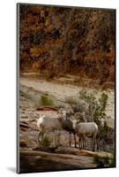 Utah, Zion National Park, Big Horn Sheep Gathered on Rocky Ledge with Autumn Foliage in Background-Judith Zimmerman-Mounted Photographic Print