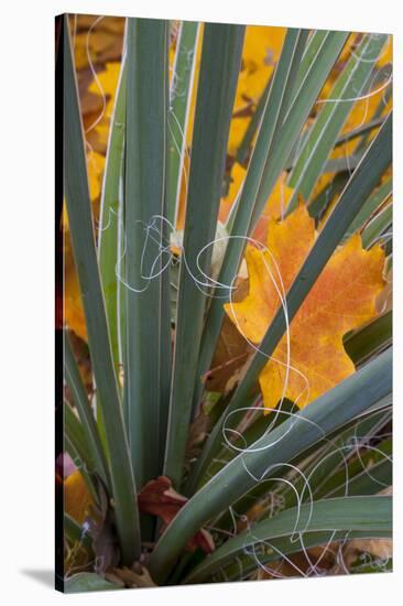 Utah, Zion National Park. Detail of Yucca and Yellow Maple Leaves-Judith Zimmerman-Stretched Canvas