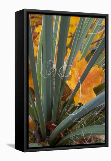 Utah, Zion National Park. Detail of Yucca and Yellow Maple Leaves-Judith Zimmerman-Framed Stretched Canvas