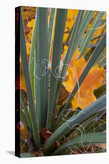 Utah, Zion National Park. Detail of Yucca and Yellow Maple Leaves-Judith Zimmerman-Stretched Canvas