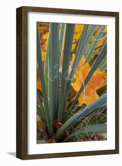 Utah, Zion National Park. Detail of Yucca and Yellow Maple Leaves-Judith Zimmerman-Framed Photographic Print