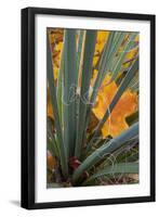 Utah, Zion National Park. Detail of Yucca and Yellow Maple Leaves-Judith Zimmerman-Framed Photographic Print