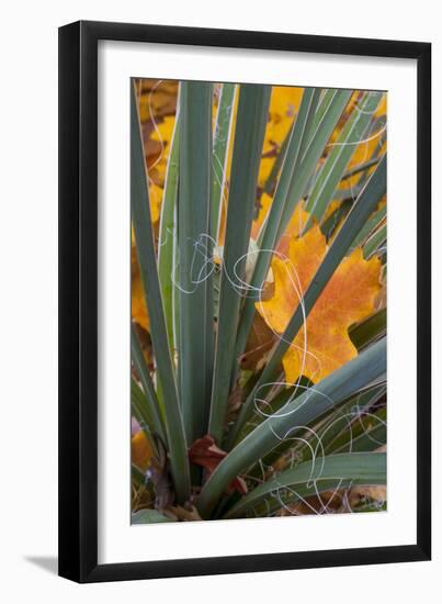 Utah, Zion National Park. Detail of Yucca and Yellow Maple Leaves-Judith Zimmerman-Framed Photographic Print