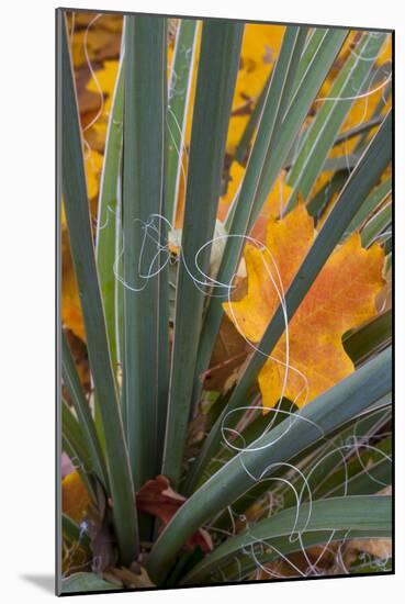 Utah, Zion National Park. Detail of Yucca and Yellow Maple Leaves-Judith Zimmerman-Mounted Photographic Print