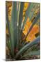 Utah, Zion National Park. Detail of Yucca and Yellow Maple Leaves-Judith Zimmerman-Mounted Photographic Print