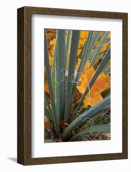 Utah, Zion National Park. Detail of Yucca and Yellow Maple Leaves-Judith Zimmerman-Framed Photographic Print