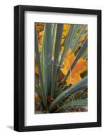 Utah, Zion National Park. Detail of Yucca and Yellow Maple Leaves-Judith Zimmerman-Framed Photographic Print