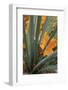 Utah, Zion National Park. Detail of Yucca and Yellow Maple Leaves-Judith Zimmerman-Framed Photographic Print