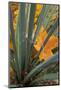 Utah, Zion National Park. Detail of Yucca and Yellow Maple Leaves-Judith Zimmerman-Mounted Photographic Print