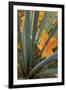 Utah, Zion National Park. Detail of Yucca and Yellow Maple Leaves-Judith Zimmerman-Framed Photographic Print