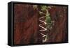 Utah, Zion National Park, Hikers on Walters Wiggles Zigzag-David Wall-Framed Stretched Canvas