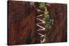 Utah, Zion National Park, Hikers on Walters Wiggles Zigzag-David Wall-Stretched Canvas