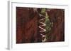 Utah, Zion National Park, Hikers on Walters Wiggles Zigzag-David Wall-Framed Photographic Print