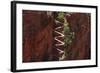 Utah, Zion National Park, Hikers on Walters Wiggles Zigzag-David Wall-Framed Photographic Print