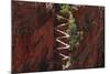 Utah, Zion National Park, Hikers on Walters Wiggles Zigzag-David Wall-Mounted Photographic Print