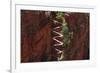 Utah, Zion National Park, Hikers on Walters Wiggles Zigzag-David Wall-Framed Photographic Print