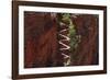 Utah, Zion National Park, Hikers on Walters Wiggles Zigzag-David Wall-Framed Photographic Print