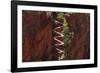 Utah, Zion National Park, Hikers on Walters Wiggles Zigzag-David Wall-Framed Photographic Print