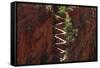 Utah, Zion National Park, Hikers on Walters Wiggles Zigzag-David Wall-Framed Stretched Canvas