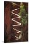 Utah, Zion National Park, Hikers on Walters Wiggles Zigzag-David Wall-Stretched Canvas