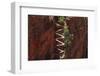 Utah, Zion National Park, Hikers on Walters Wiggles Zigzag-David Wall-Framed Photographic Print