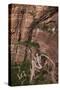 Utah, Zion National Park, Hikers on Zigzag Track in Zion Canyon Up West Rim Trail-David Wall-Stretched Canvas