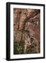 Utah, Zion National Park, Hikers on Zigzag Track in Zion Canyon Up West Rim Trail-David Wall-Framed Photographic Print