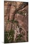 Utah, Zion National Park, Hikers on Zigzag Track in Zion Canyon Up West Rim Trail-David Wall-Mounted Photographic Print