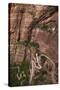 Utah, Zion National Park, Hikers on Zigzag Track in Zion Canyon Up West Rim Trail-David Wall-Stretched Canvas