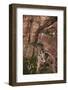 Utah, Zion National Park, Hikers on Zigzag Track in Zion Canyon Up West Rim Trail-David Wall-Framed Photographic Print