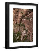 Utah, Zion National Park, Hikers on Zigzag Track in Zion Canyon Up West Rim Trail-David Wall-Framed Photographic Print