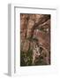 Utah, Zion National Park, Hikers on Zigzag Track in Zion Canyon Up West Rim Trail-David Wall-Framed Photographic Print