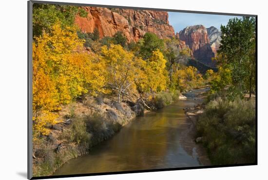 Utah, Zion National Park. Zion Canyon and Virgin River with Cottonwood Trees-Jaynes Gallery-Mounted Photographic Print