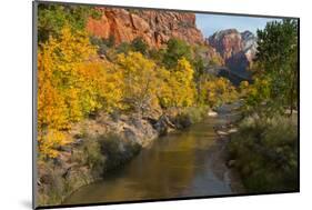Utah, Zion National Park. Zion Canyon and Virgin River with Cottonwood Trees-Jaynes Gallery-Mounted Photographic Print