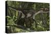 Utahraptor in a Prehistoric Forest-null-Stretched Canvas