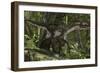 Utahraptor in a Prehistoric Forest-null-Framed Art Print