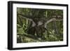 Utahraptor in a Prehistoric Forest-null-Framed Art Print