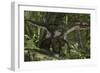 Utahraptor in a Prehistoric Forest-null-Framed Art Print