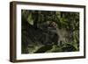 Utahraptor in a Prehistoric Forest-null-Framed Art Print