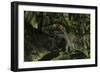 Utahraptor in a Prehistoric Forest-null-Framed Art Print