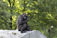 Animal photography, young gorilla sits on big stone and scratches thoughtfully in the head, in the -UtArt-Framed Stretched Canvas