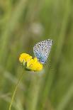 gossamer-winged butterfly on yellow blossom in meadow, summer,-UtArt-Framed Stretched Canvas