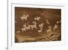 Ute Petroglyphs, Arches National Park, Utah, USA-Roddy Scheer-Framed Photographic Print