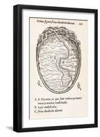 Uterus And Embryo, 16th Century-Middle Temple Library-Framed Photographic Print